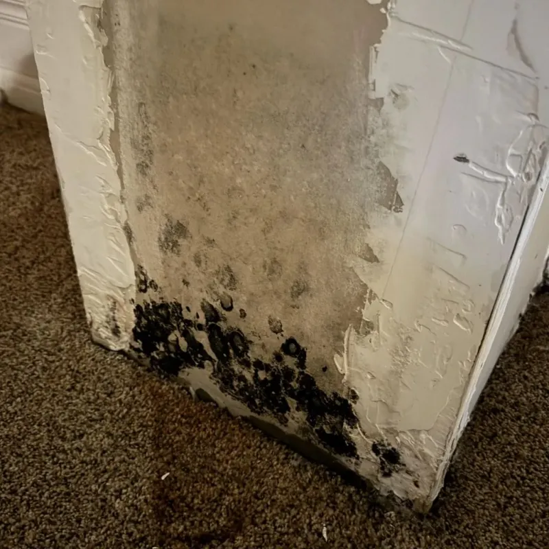 Professional Mold Removal in Fremont, CA